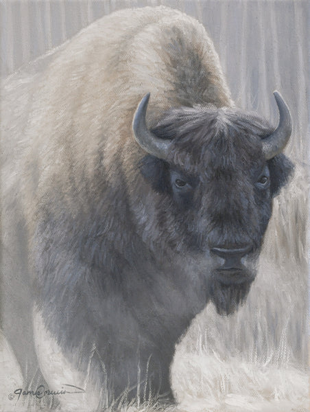 Bison Study