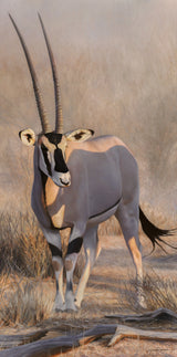 Gemsbok Gem II