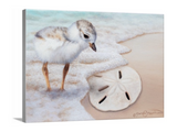 Baby plover chick finds a sand dollar on a beach uncovered by waves and sea foam from the ocean. An oil painting by wildlife artist James Corwin. Giclee canvas print wall decor