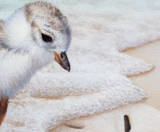 Baby plover chick finds a sand dollar on a beach uncovered by waves and sea foam from the ocean. An oil painting by wildlife artist James Corwin. Detail of the piping plover sandpiper.