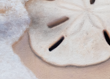 Baby plover chick finds a sand dollar on a beach uncovered by waves and sea foam from the ocean. An oil painting by wildlife artist James Corwin. Detail of the sand dollar.